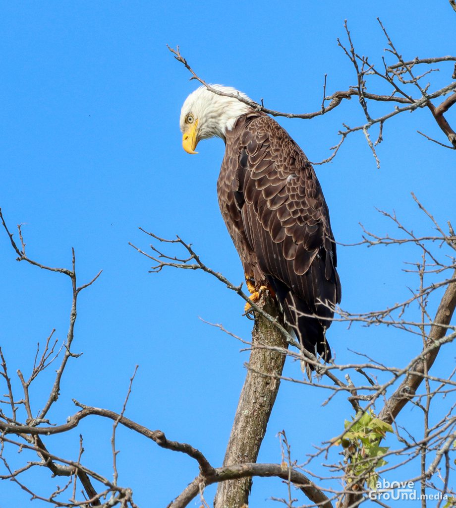 Bald Eagle in Carter County, TN