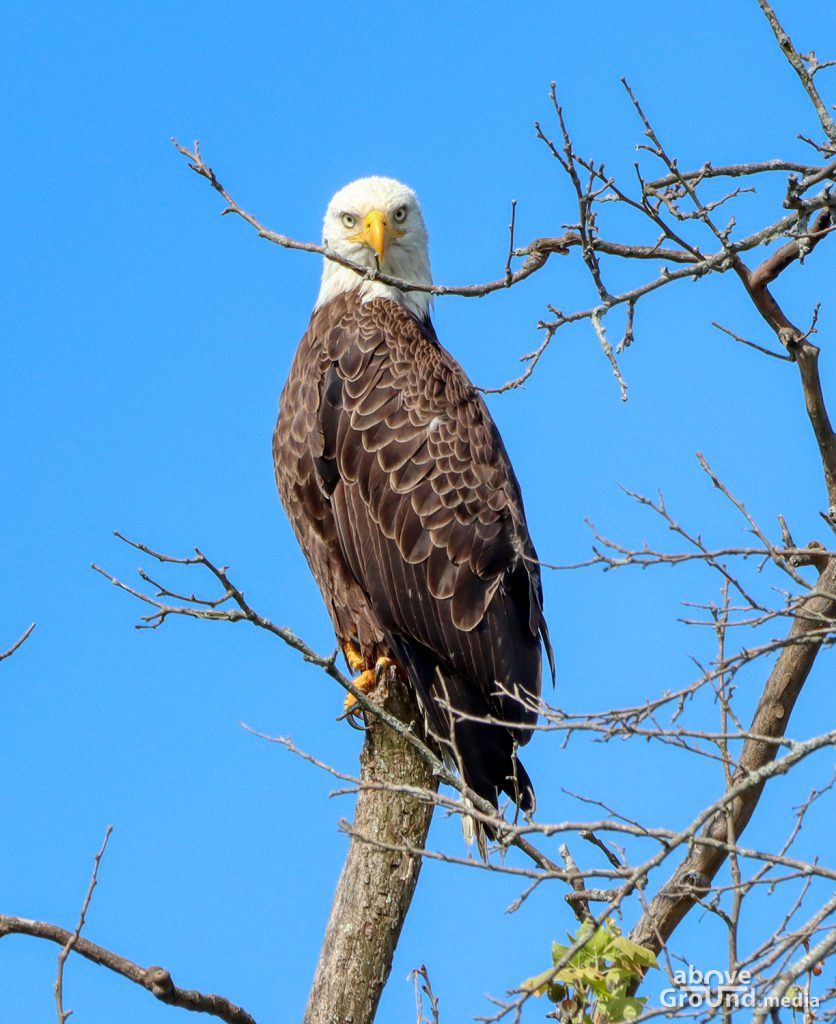 Bald Eagle in Carter County, TN